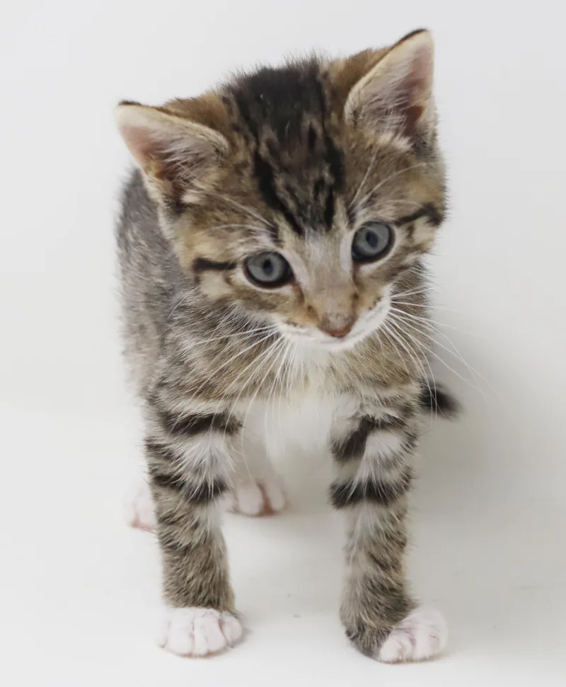 Curly is a total thumbnail 2