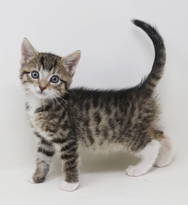 Curly is a total thumbnail 3