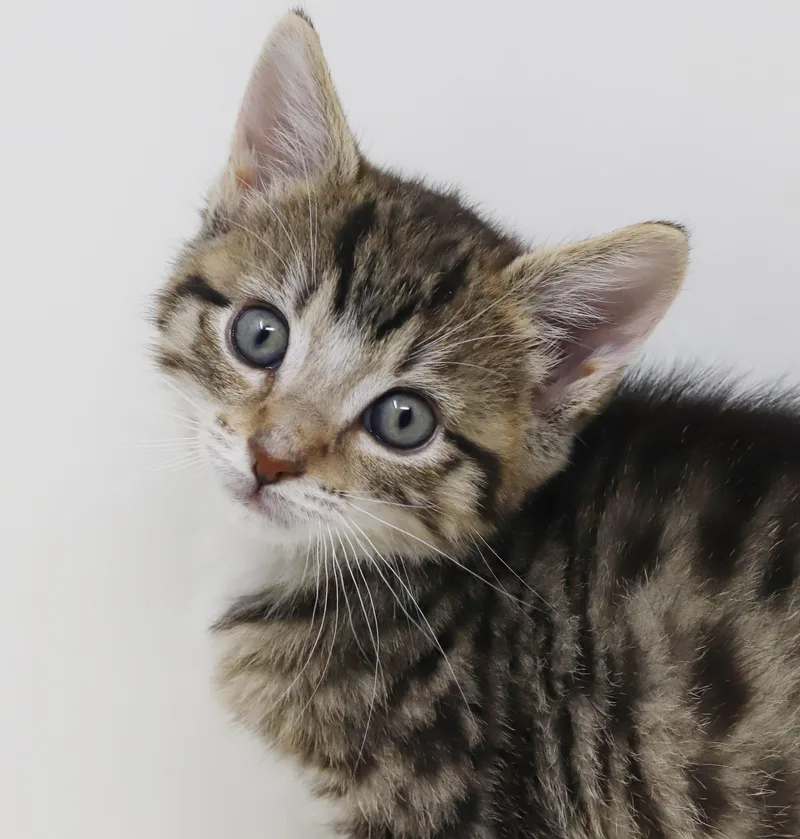 Curly is a total thumbnail 4