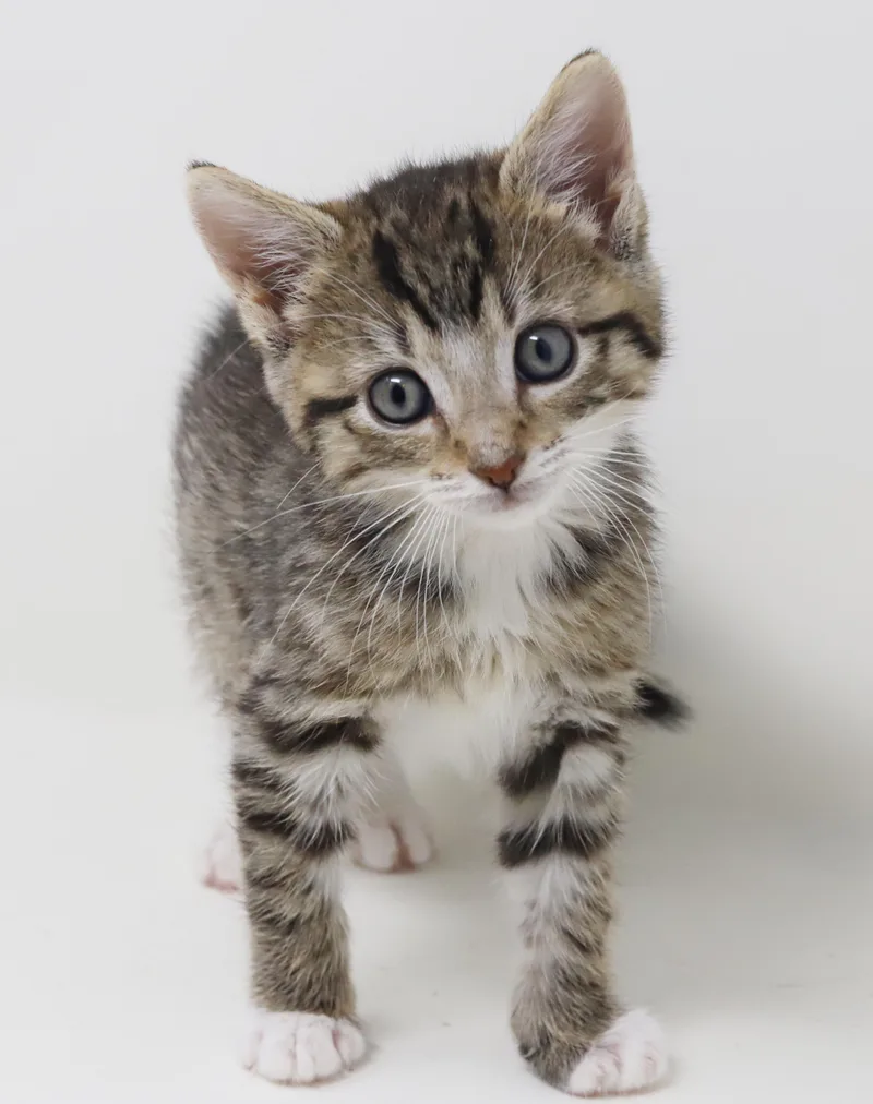 Curly is a total thumbnail 5