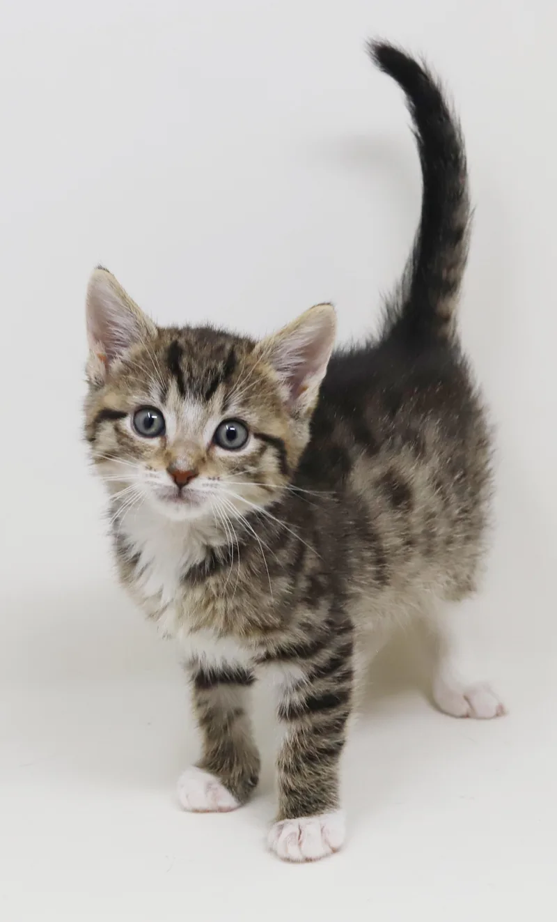 Curly is a total thumbnail 6