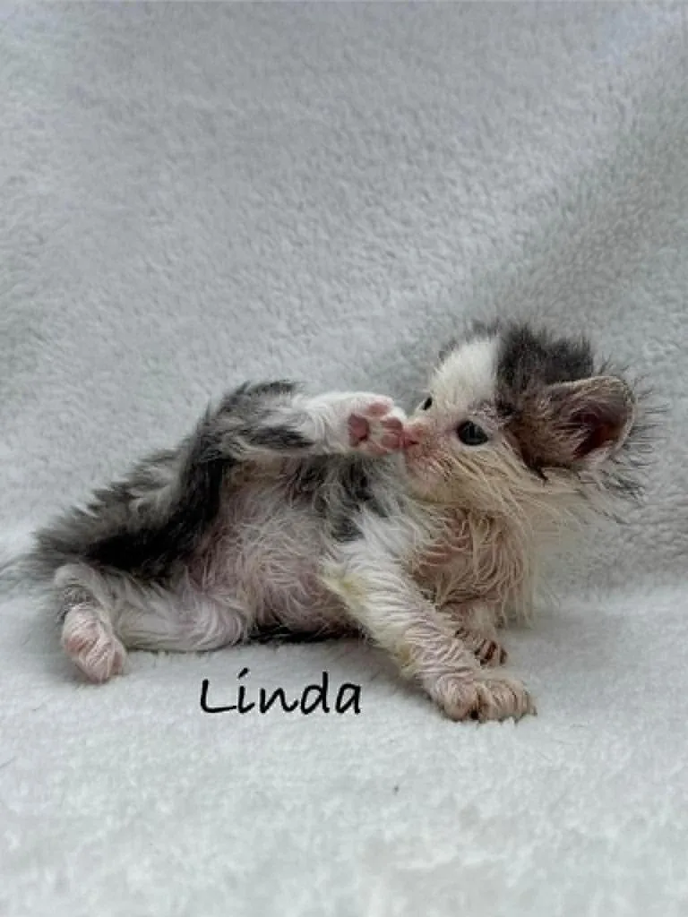 Linda