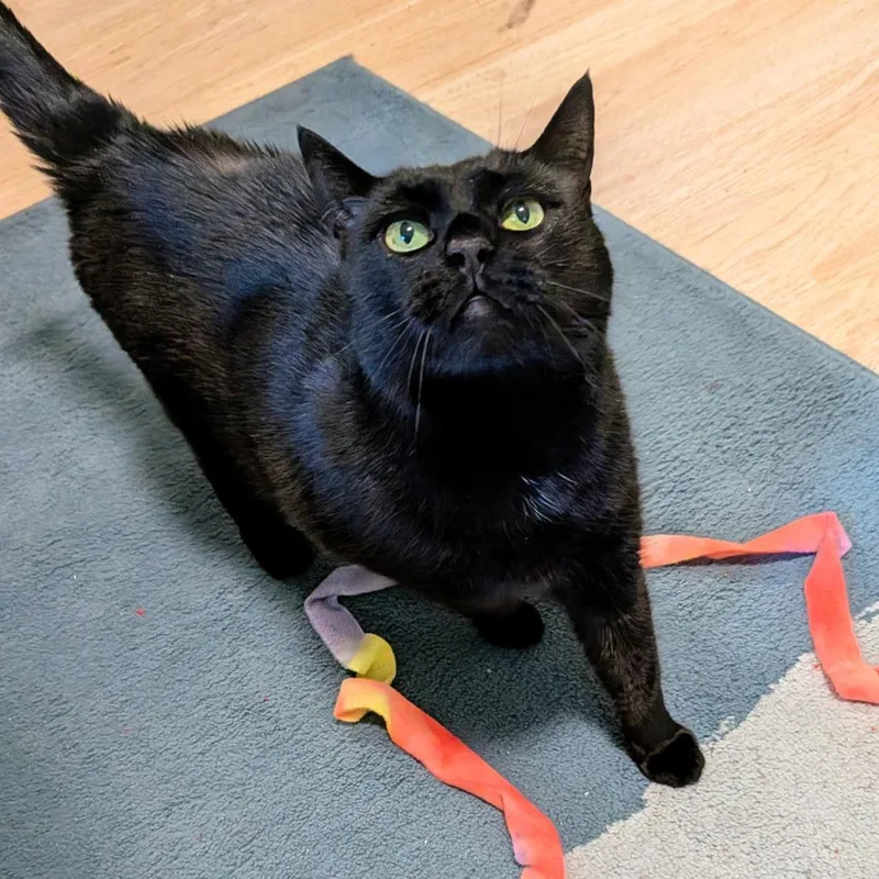 A senior large-sized male Black Domestic Short Hair cat named Prince$ for adoption in Springfield, MA