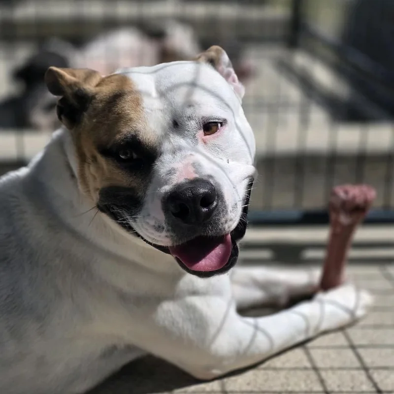 Jabarkus thumbnail 2