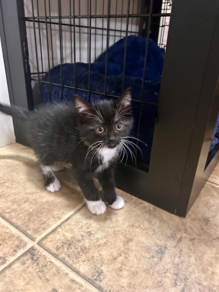 A baby medium-sized female Domestic Short Hair cat named Greta for adoption in Minot, ND