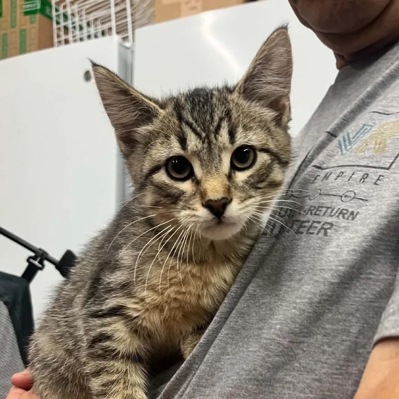 A baby small-sized male Brown / Chocolate Domestic Short Hair cat named Monet for adoption in Sioux Falls, SD