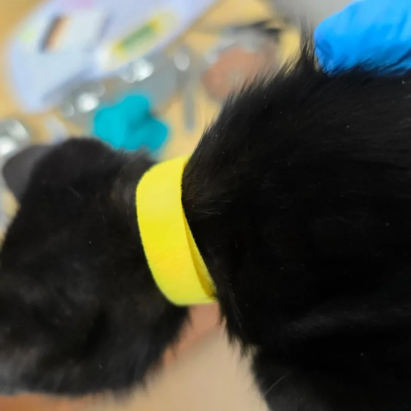 A baby small-sized female Black Domestic Short Hair cat named Hocus Pocus for adoption in Naples, FL