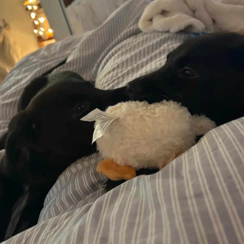 A baby medium-sized female Black Labrador Retriever dog named Sally for adoption in Raleigh, NC