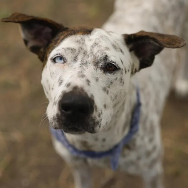 A young medium-sized female American Staffordshire Terrier dog named Necia for adoption in San Antonio, TX