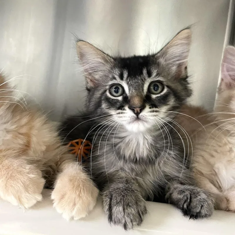 A baby small-sized male Brown / Chocolate Domestic Medium Hair cat named Mylanta for adoption in Carencro, LA