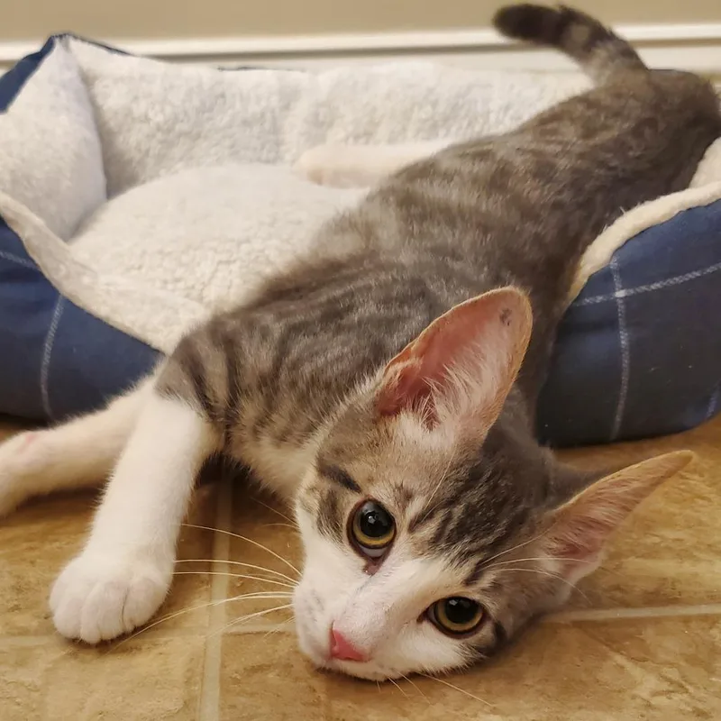 A baby small-sized male Domestic Short Hair cat named Otis for adoption in Cumming, GA