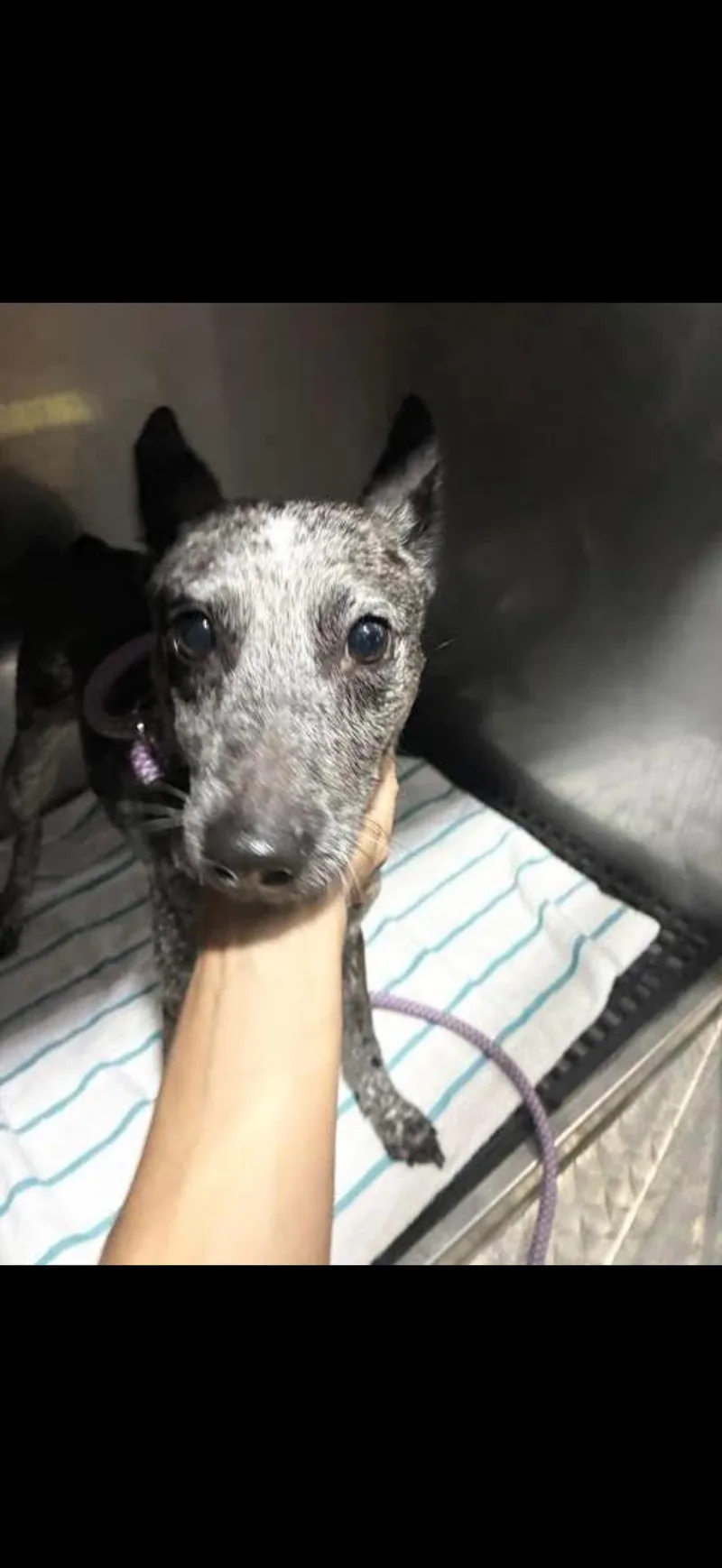 A young medium-sized female Australian Cattle Dog / Blue Heeler dog named Ellie for adoption in Bradenton, FL