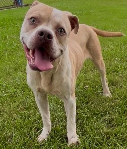 An adult large-sized male Pit Bull Terrier dog named Stewart for adoption in Appling, GA