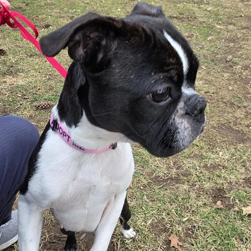 Sugar Pie thumbnail 2