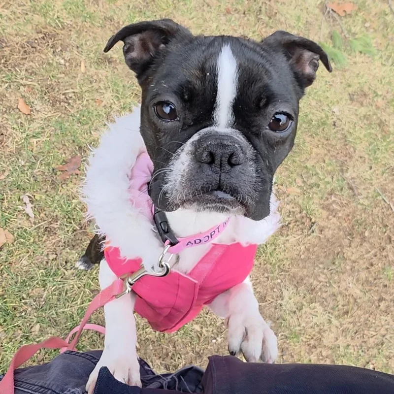 Sugar Pie thumbnail 3