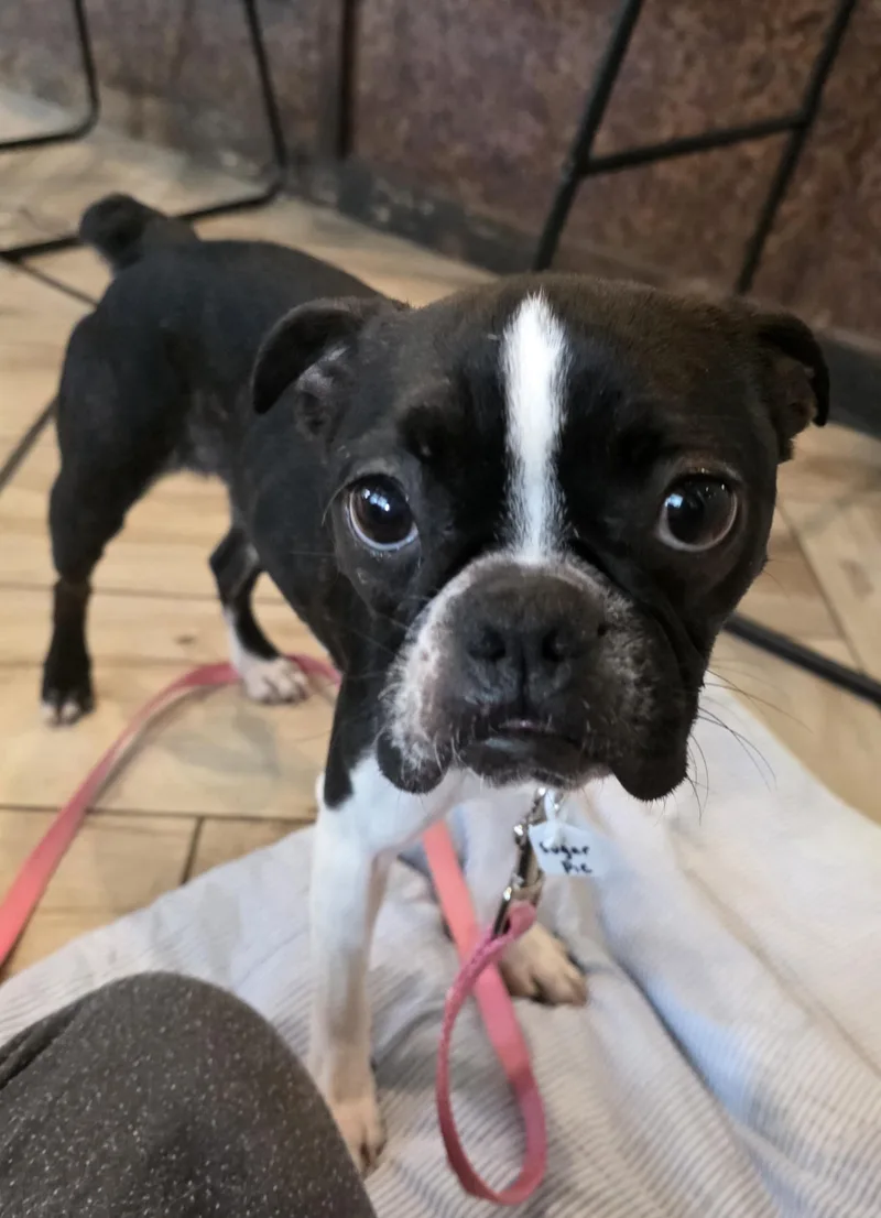 Sugar Pie thumbnail 4