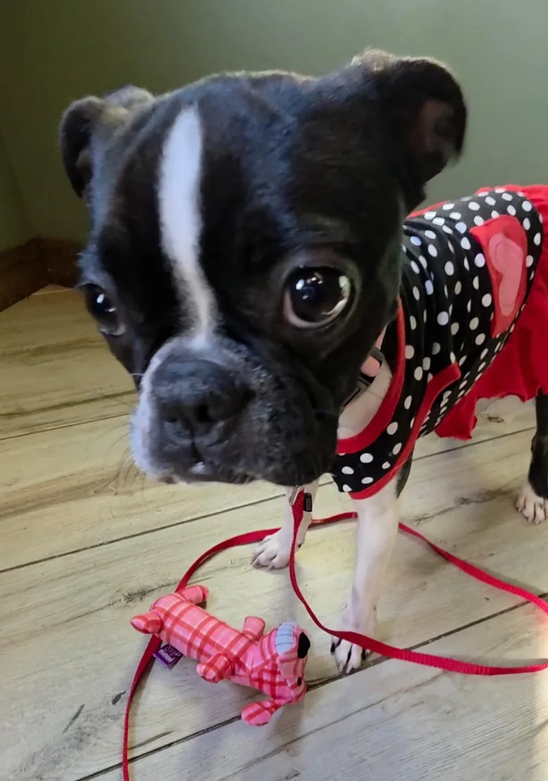 Sugar Pie thumbnail 5