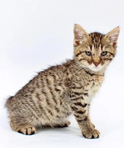 A baby small-sized female Domestic Short Hair cat named Goop for adoption in Morton Grove, IL