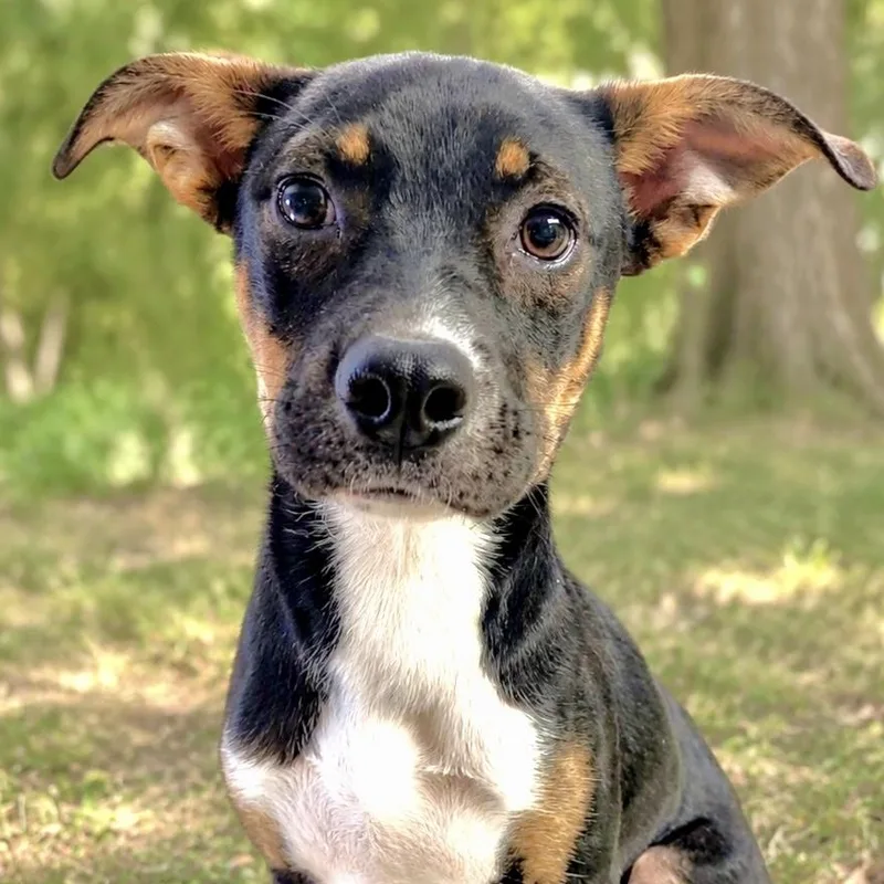 A baby medium-sized female Tricolor (Brown, Black, & White) Mixed Breed dog named Rue Spencer for adoption in Westfield, NY