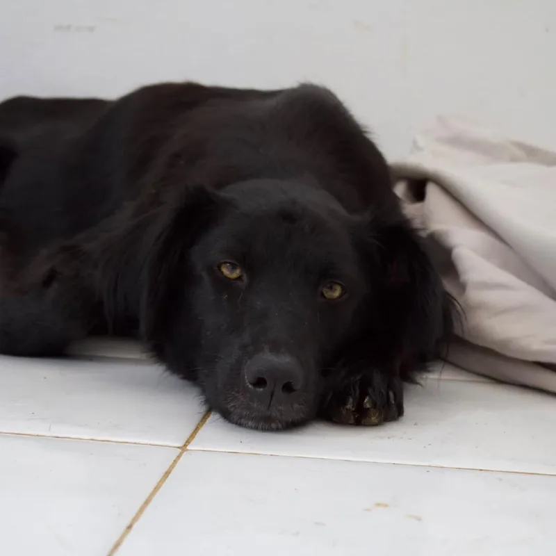 A young medium-sized female Black Border Collie dog named Evie for adoption in San Juan, PR