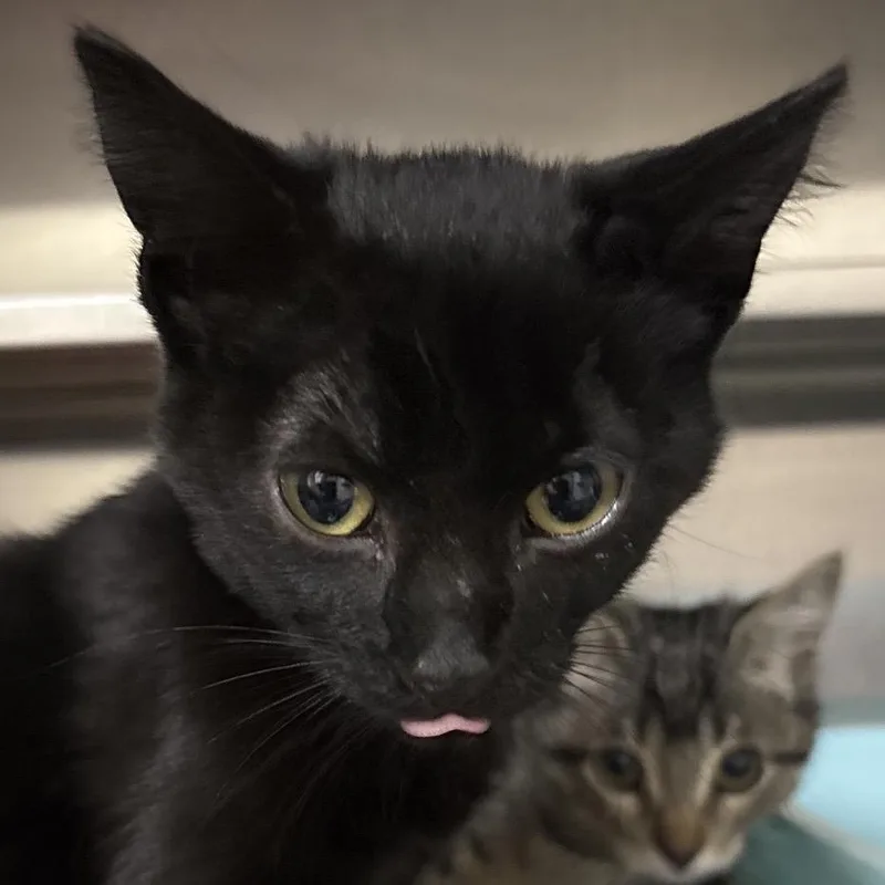 A baby medium-sized male Black Domestic Short Hair cat named Catipult for adoption in Middleburg, FL