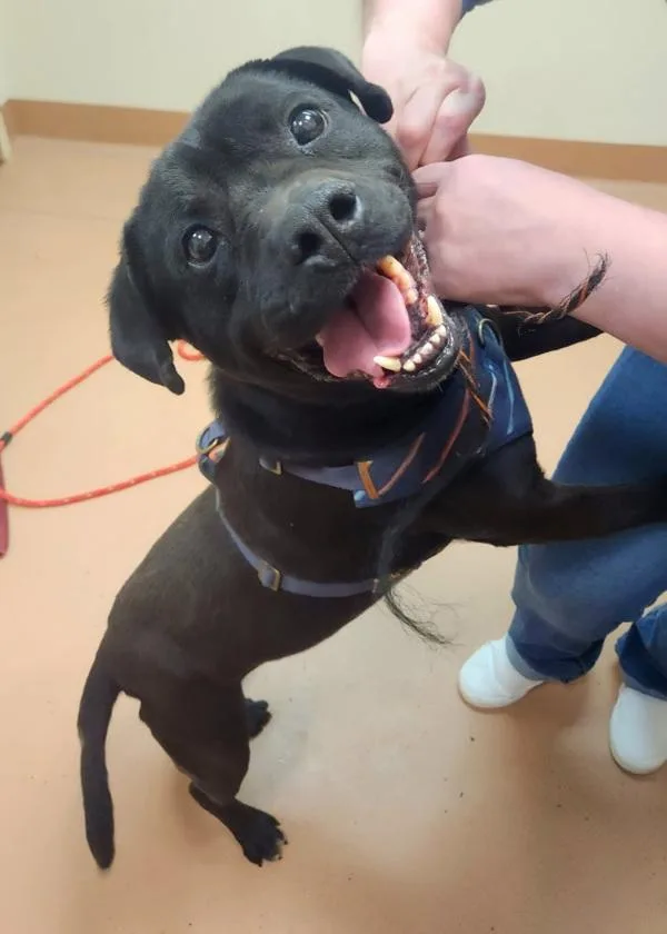 An adult large-sized male Pit Bull Terrier dog named Pedro for adoption in Kennewick, WA