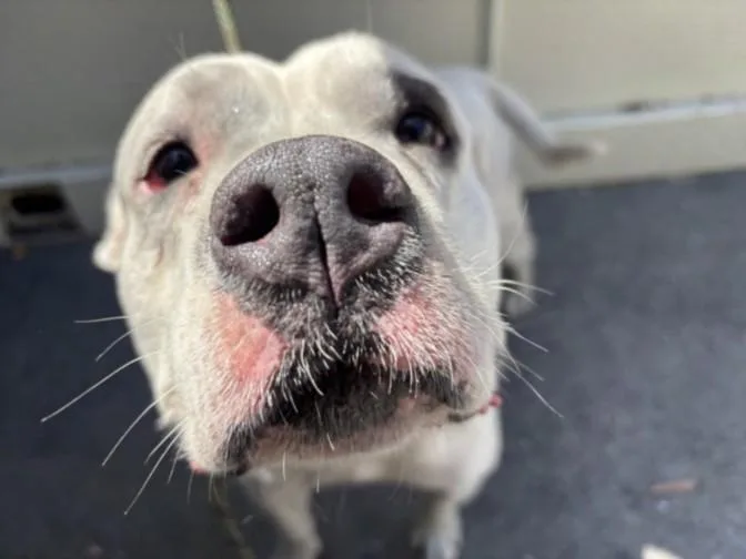 An adult medium-sized female Pit Bull Terrier dog named Strawberry for adoption in Los Angeles, CA