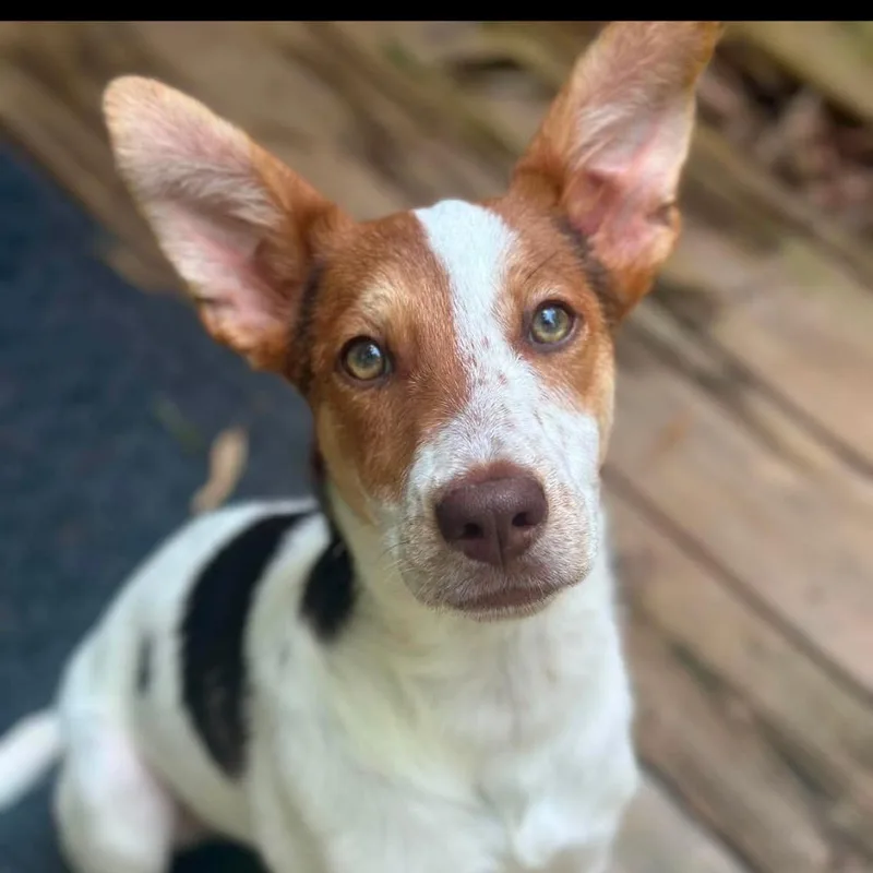 A young medium-sized male Mixed Breed dog named JellO for adoption in Rockville, MD