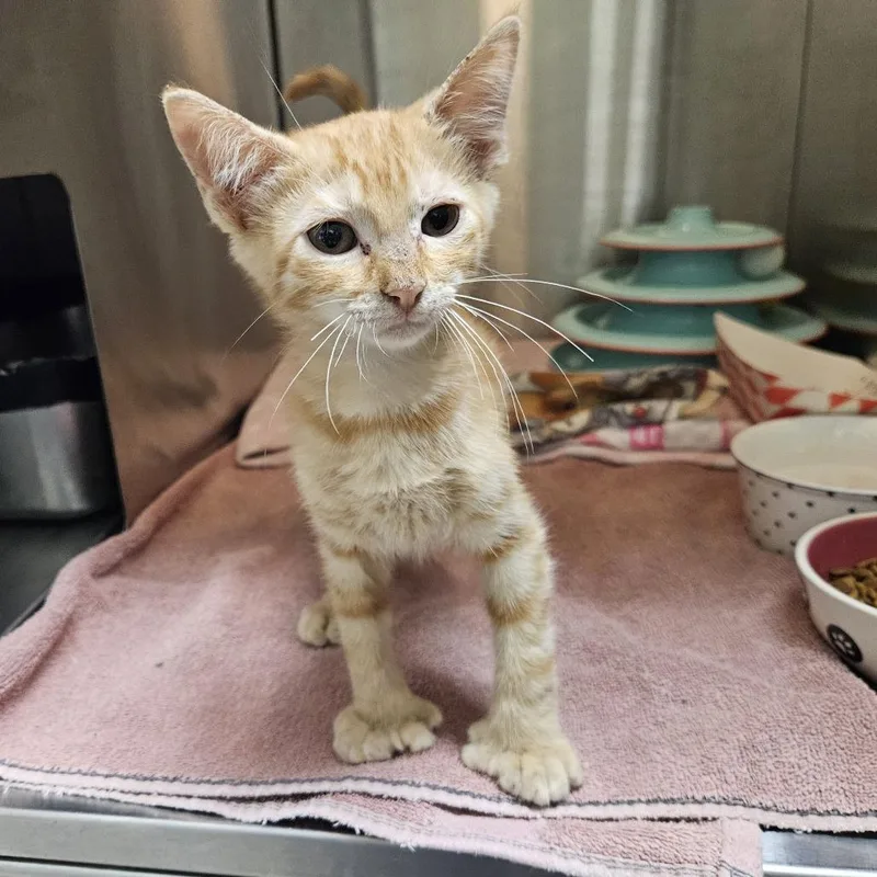 A baby small-sized male Orange / Red Domestic Short Hair cat named Strawberry Cow for adoption in Austin, TX