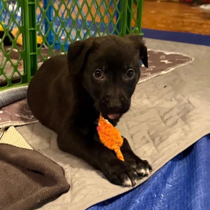 A baby large-sized female Black German Shepherd Dog dog named Skye for adoption in Fredericksburg, VA