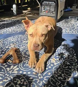 A young medium-sized female Yellow / Tan / Blond / Fawn Mixed Breed dog named Rory for adoption in Nashville, TN