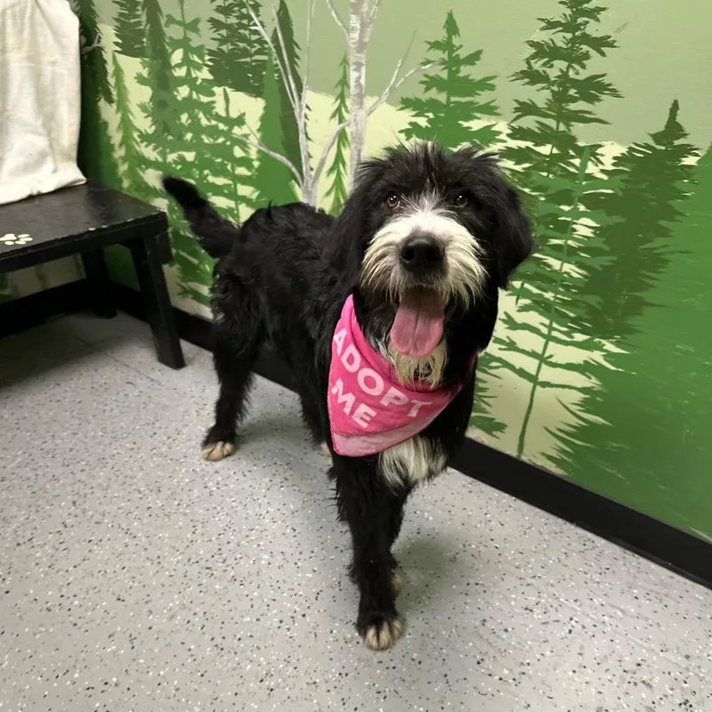 A baby large-sized male Old English Sheepdog dog named Kazoo for adoption in Logan, UT