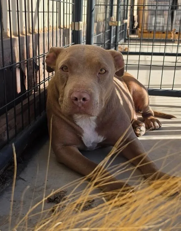 An adult medium-sized female Pit Bull Terrier dog named Mamas for adoption in Victorville, CA