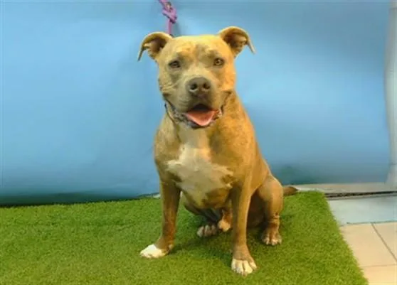 An adult large-sized male Pit Bull Terrier dog named Ziggy for adoption in Gardena, CA