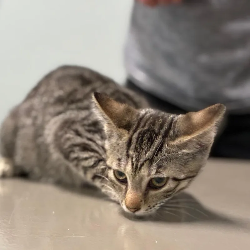 A baby small-sized female Brown / Chocolate Domestic Short Hair cat named Whipple for adoption in Shelbyville, IN