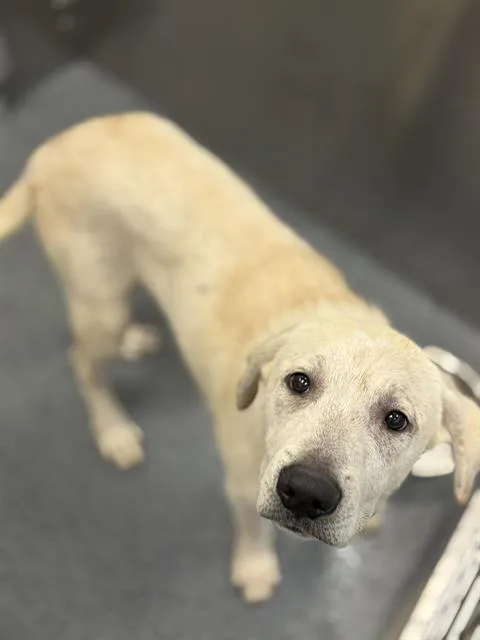 A baby medium-sized female Labrador Retriever dog named Kino for adoption in Dallas, TX