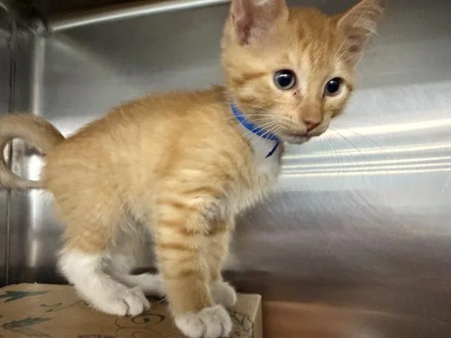 A baby small-sized male Domestic Short Hair cat named Dandelion for adoption in Saint Louis, MO