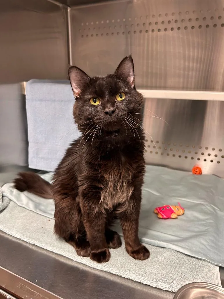 An adult medium-sized male Domestic Medium Hair cat named Rattlesnake Jake for adoption in Minot, ND