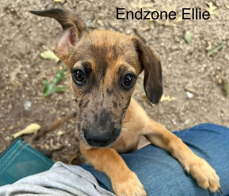 A baby small-sized female Dachshund dog named Endzone Ellie for adoption in Long Island City, NY
