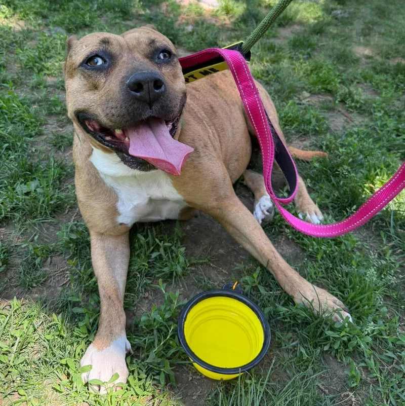 An adult medium-sized female Brindle American Bulldog dog named Rosie Cinderella for adoption in Long Island City, NY