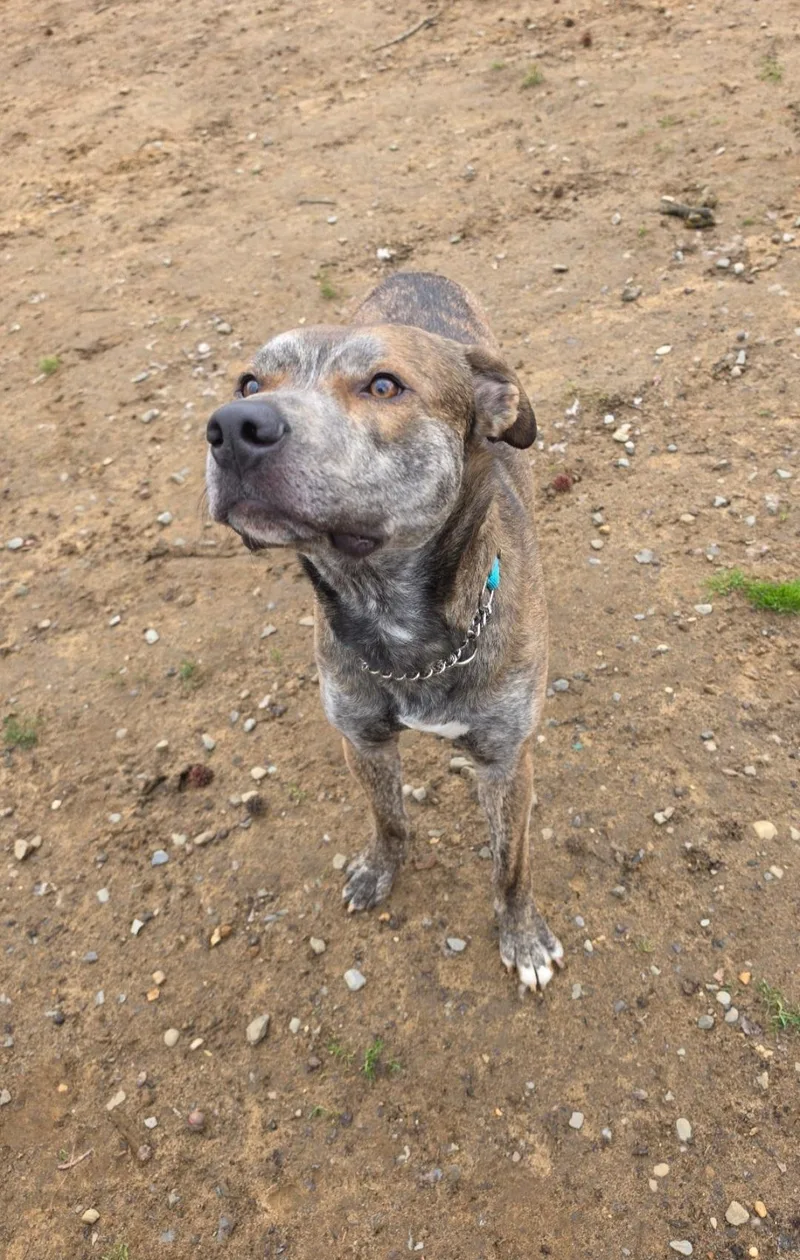 An adult large-sized male Dutch Shepherd dog named Tigger for adoption in Old Bridge, NJ
