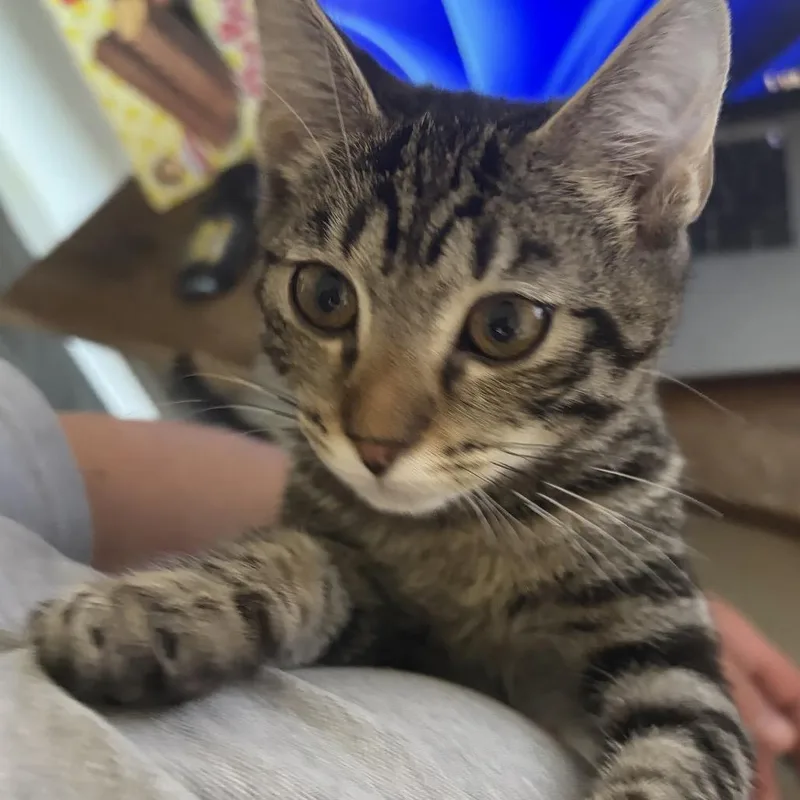 A baby medium-sized female Brown / Chocolate Domestic Short Hair cat named Ayesha for adoption in Naples, FL