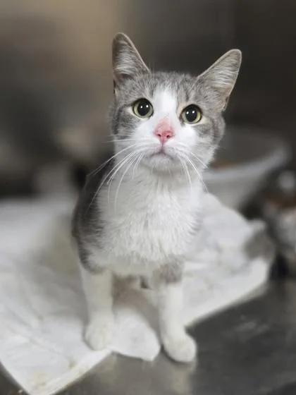 An adult large-sized female Domestic Short Hair cat named Sweet Corn for adoption in Westland, MI