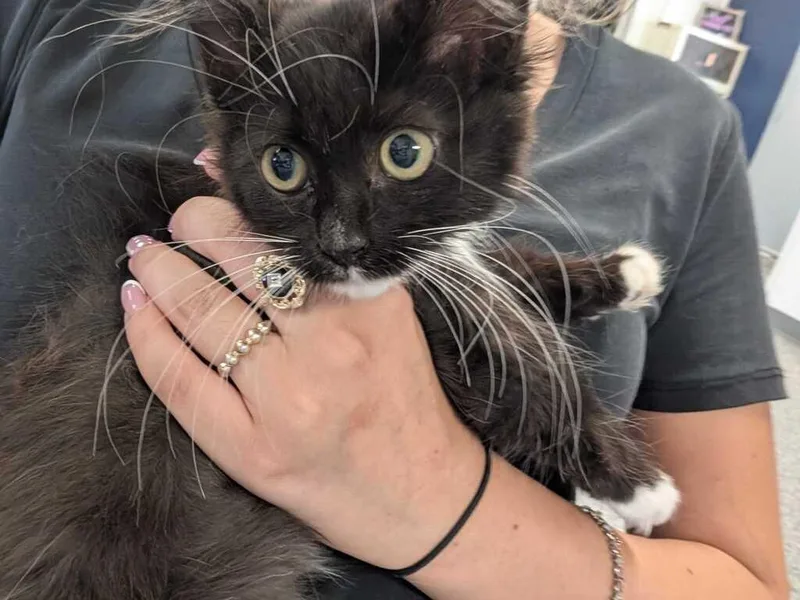 A baby medium-sized female Domestic Medium Hair cat named Coralie for adoption in Athens, AL
