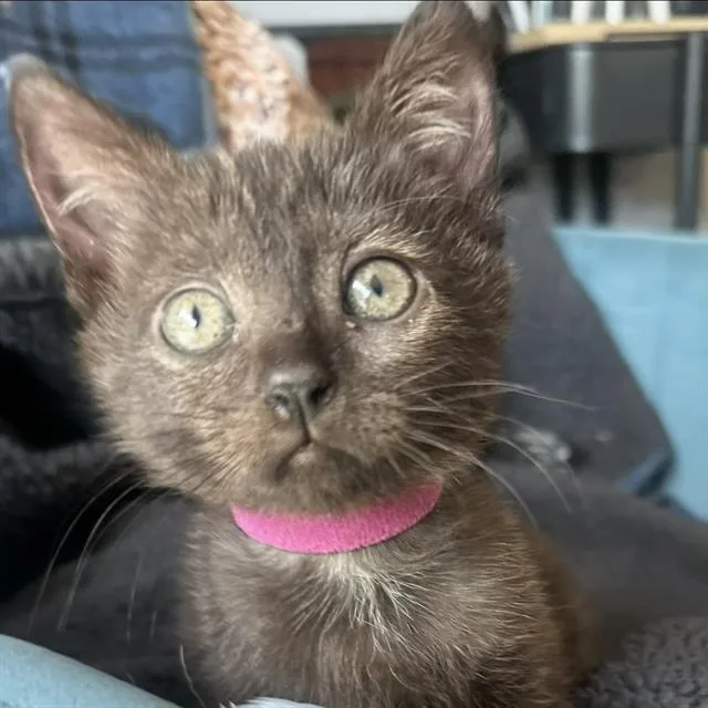 A baby small-sized female Domestic Short Hair cat named Sally for adoption in Camarillo, CA