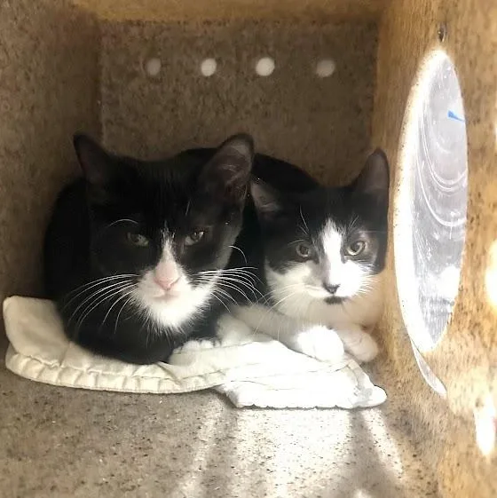 A young small-sized male Black & White / Tuxedo Domestic Short Hair cat named Sergeant Stonewall for adoption in Grand Rapids, MI