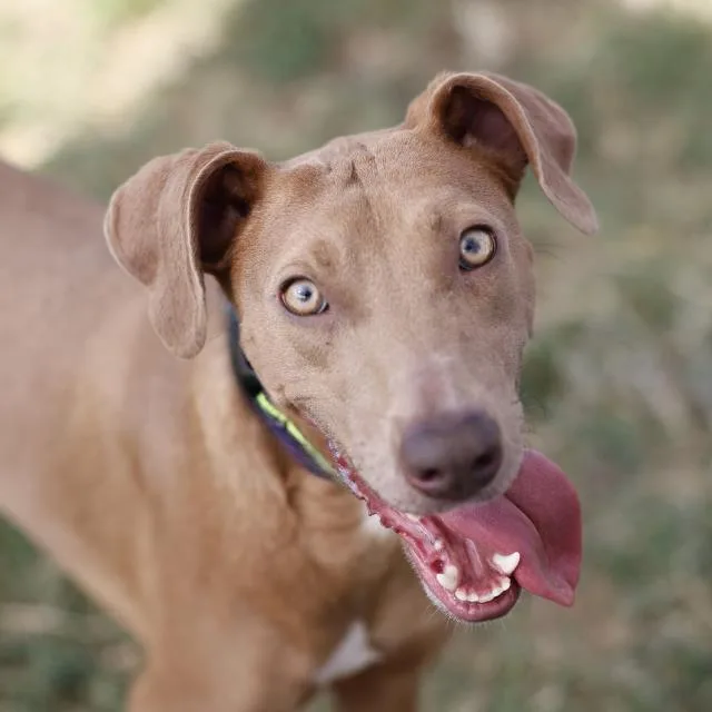 A young medium-sized female Retriever dog named Amy for adoption in San Antonio, TX