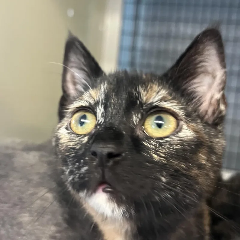 A baby small-sized female Tortoiseshell Domestic Short Hair cat named Emmy Demmy Dong for adoption in Ruckersville, VA