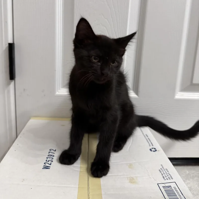 A baby small-sized female Black American Shorthair cat named Walnut for adoption in Springfield, MO