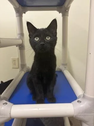 A young medium-sized male American Shorthair cat named Max for adoption in Cashiers, NC